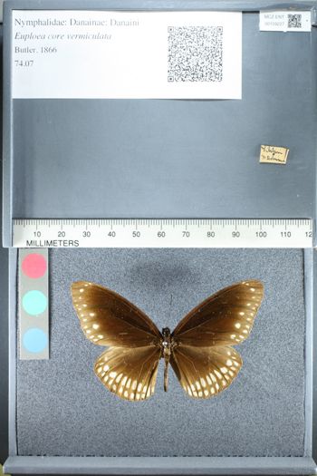 Media type: image;   Entomology 159227